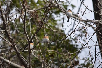 アトリ 三木総合防災公園 2018年1月27日(土)