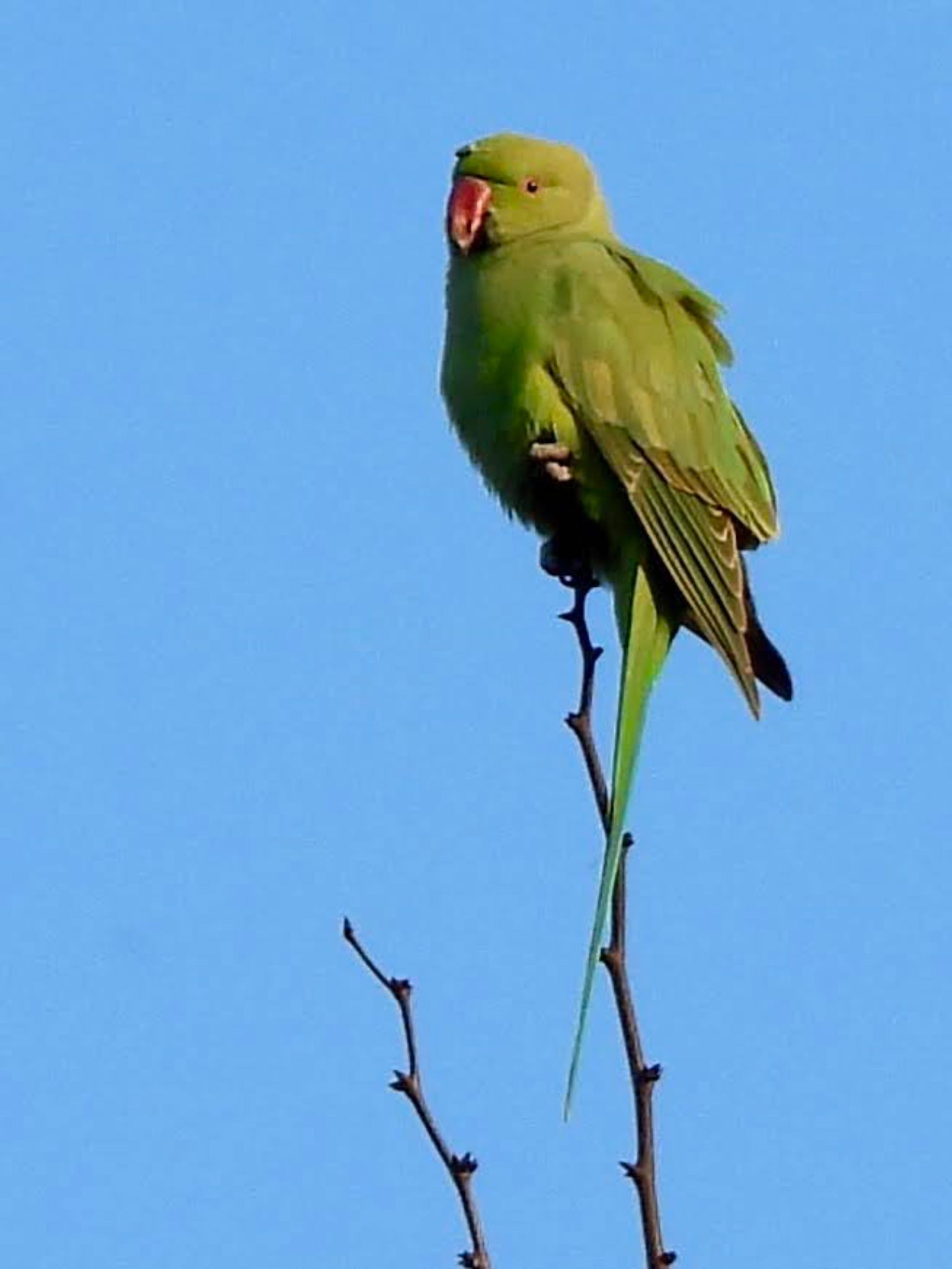 Indian Rose-necked Parakeet