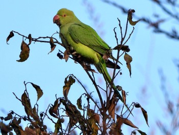 2021年12月11日(土) 東高根森林公園の野鳥観察記録