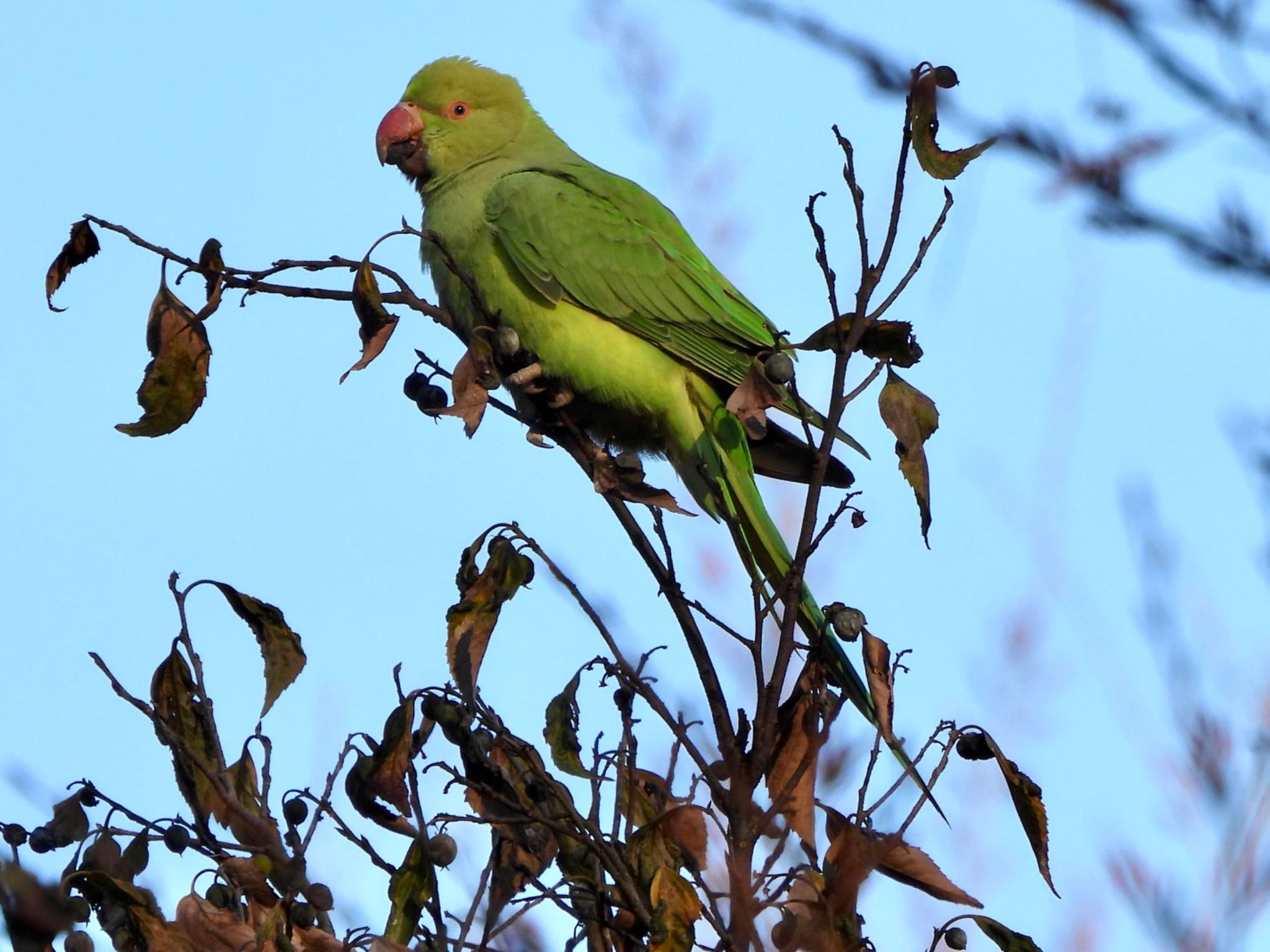 Indian Rose-necked Parakeet