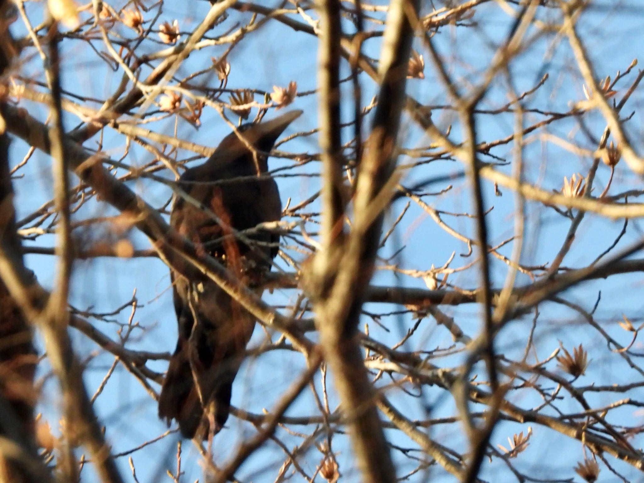 Large-billed Crow