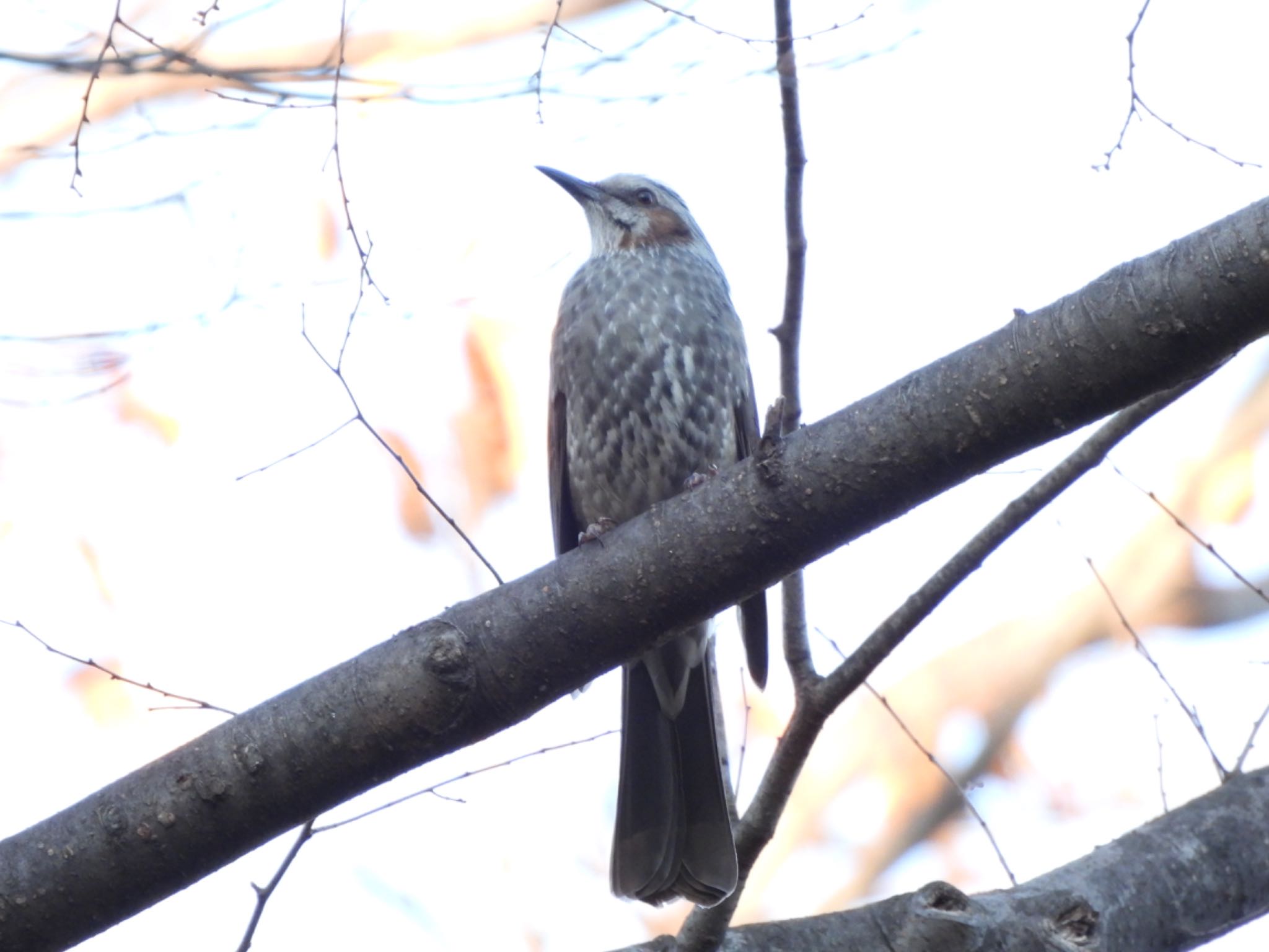 Brown-eared Bulbul