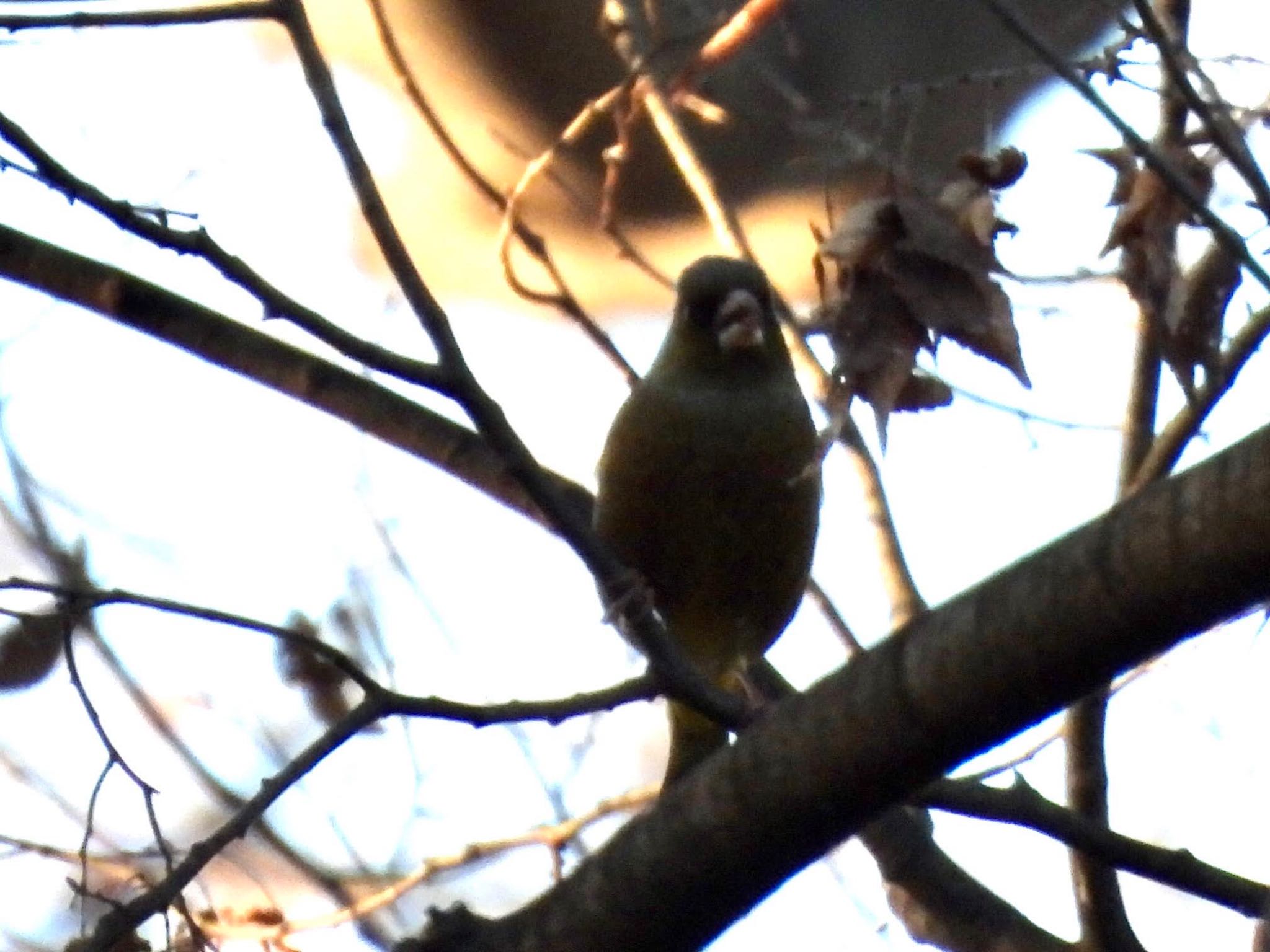 Grey-capped Greenfinch