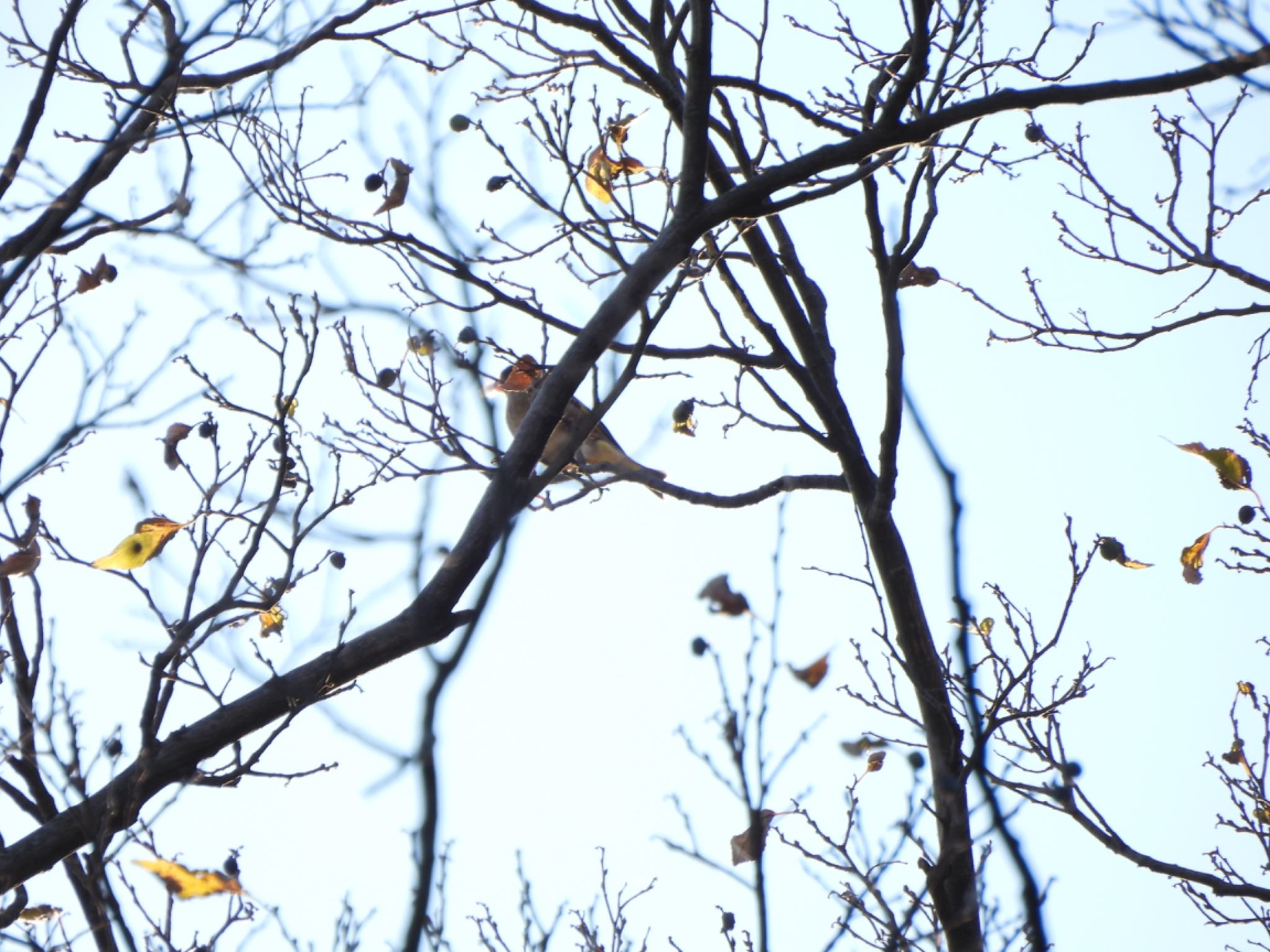 Grey-capped Greenfinch