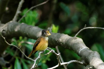 Ferruginous Flycatcher 長崎市野母崎 Fri, 4/4/2014