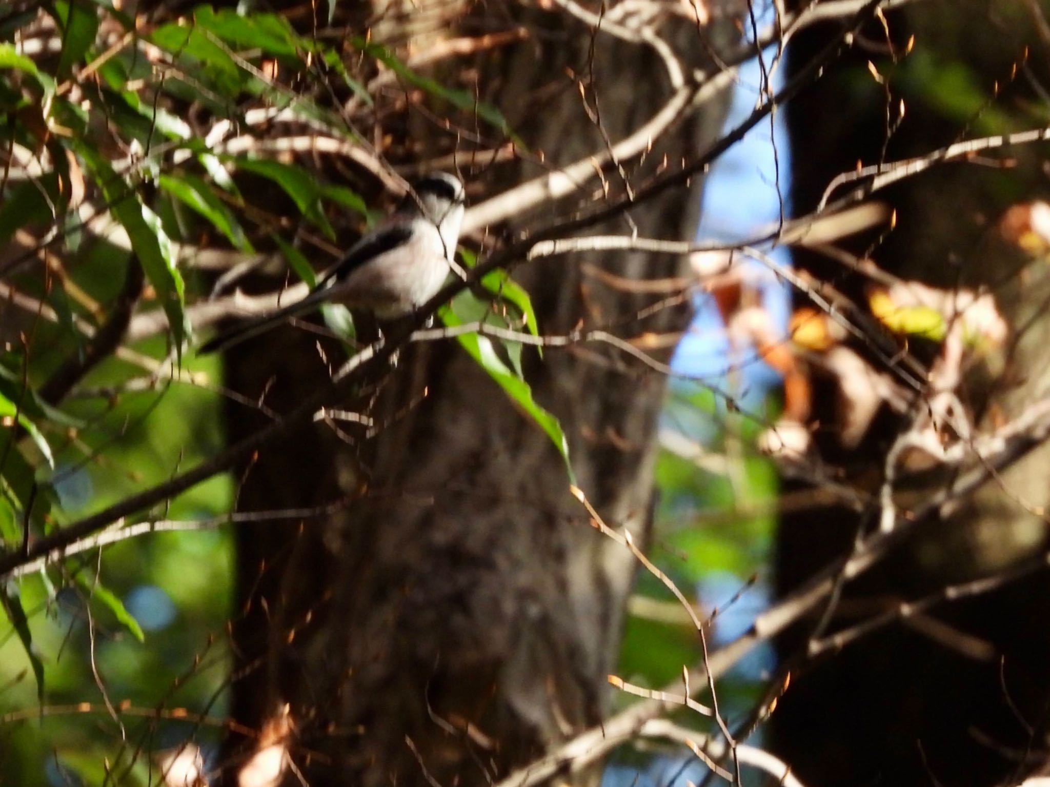 Long-tailed Tit