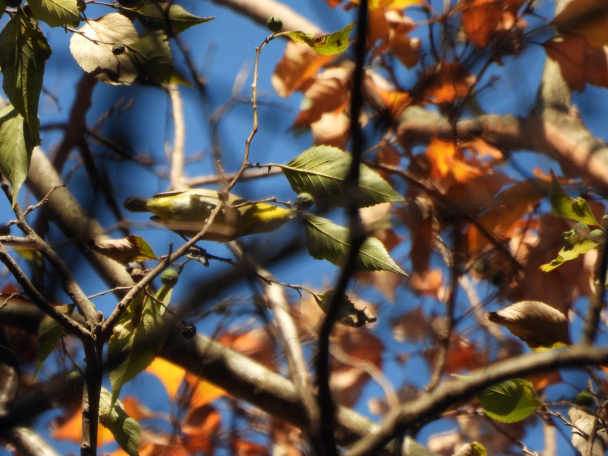 Warbling White-eye