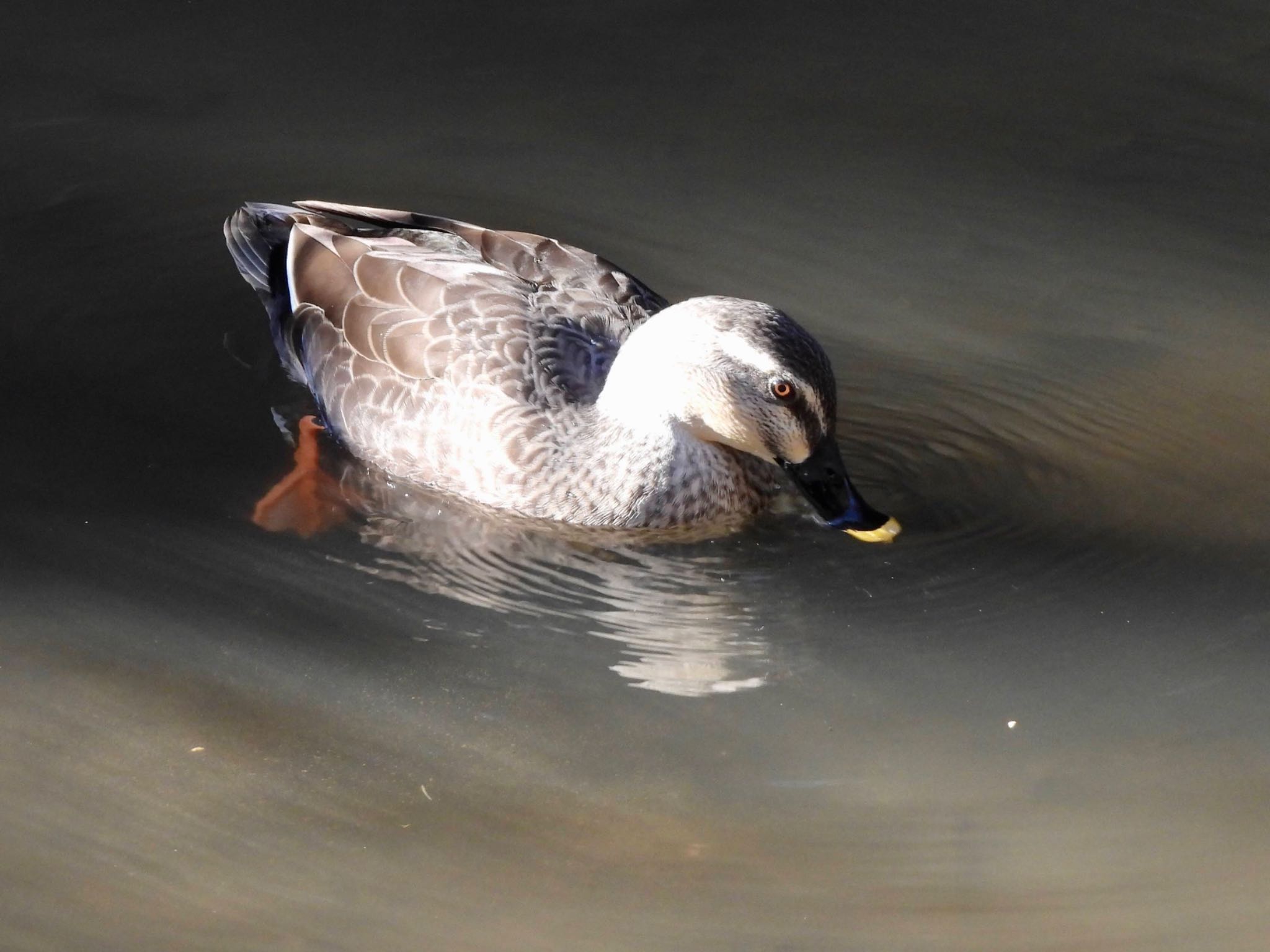 Eastern Spot-billed Duck