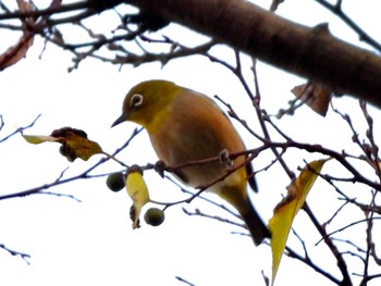 メジロ 東京港野鳥公園 2021年12月10日(金)