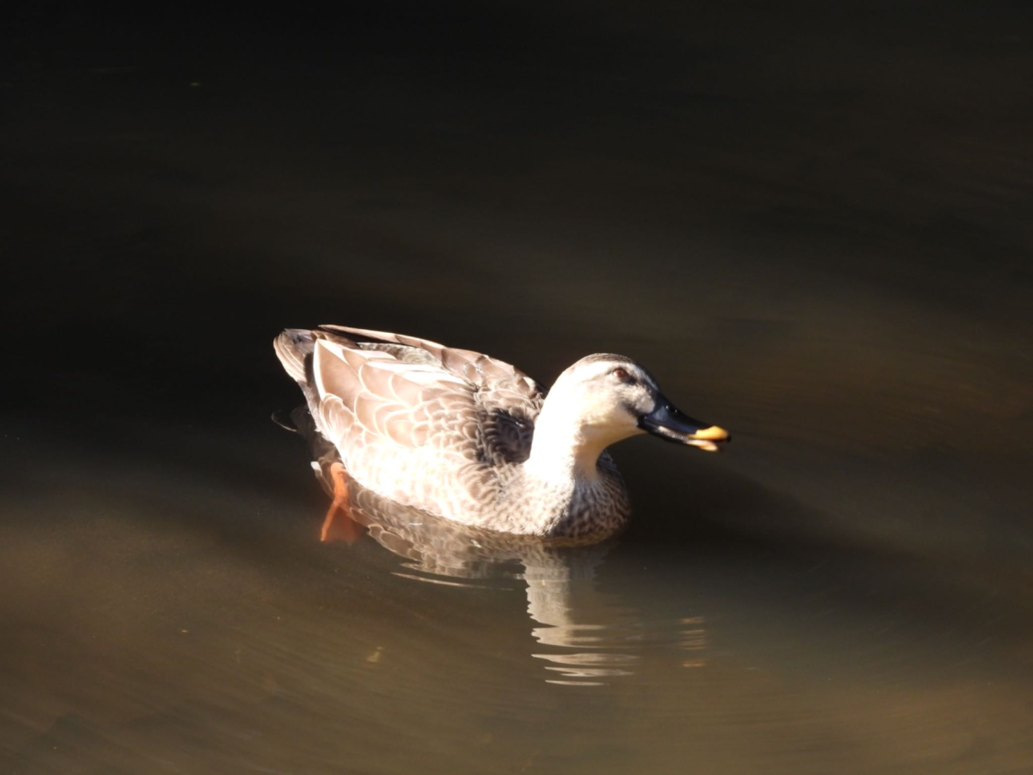 Eastern Spot-billed Duck