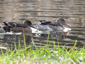 ハシビロガモ 東京港野鳥公園 2021年12月10日(金)