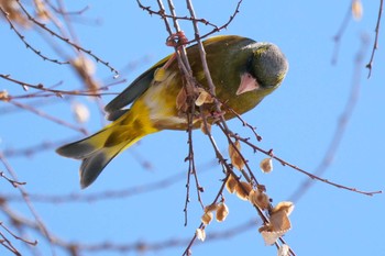 カワラヒワ 秋ヶ瀬公園 2023年2月11日(土)