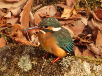 Common Kingfisher 仙台市・台原森林公園 Tue, 2/21/2023