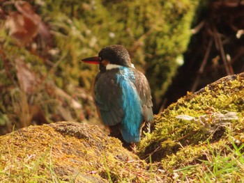 Common Kingfisher 仙台市・台原森林公園 Tue, 2/21/2023