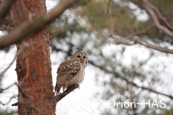 Ural Owl Unknown Spots Tue, 2/7/2023