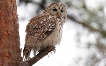Ural Owl Unknown Spots Tue, 2/7/2023