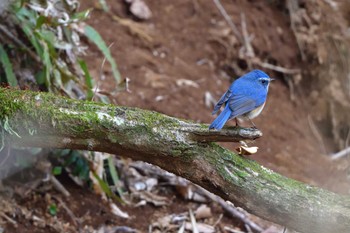 2023年2月21日(火) 七沢自然観察園の野鳥観察記録