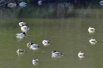 マガモ 桶ケ谷沼 2023年2月12日(日)