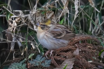 Yellow-throated Bunting 狭山湖 Sat, 2/18/2023