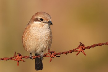 Bull-headed Shrike 狭山湖 Sat, 2/18/2023