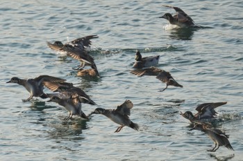 Baikal Teal 狭山湖 Sat, 2/18/2023