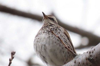 ツグミ 酒津公園 2023年2月22日(水)