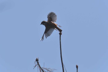 Sun, 4/29/2018 Birding report at Mie-ken Ueno Forest Park