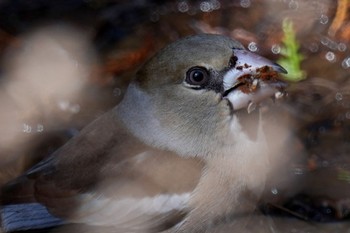 Hawfinch 狭山湖 Sat, 2/18/2023