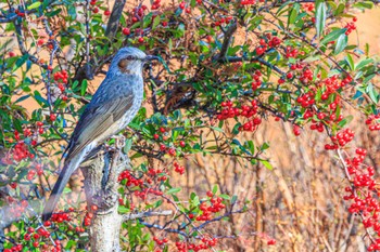 Brown-eared Bulbul 天満大池 Tue, 1/31/2023