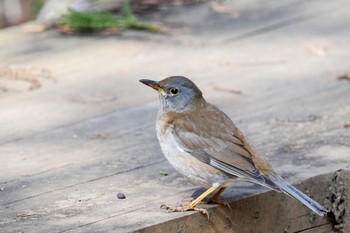 Pale Thrush 狭山湖 Sat, 2/18/2023