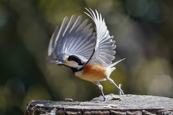 ヤマガラ 西湖野鳥の森公園 2023年2月5日(日)