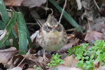 Yellow-throated Bunting 狭山湖 Sat, 2/18/2023