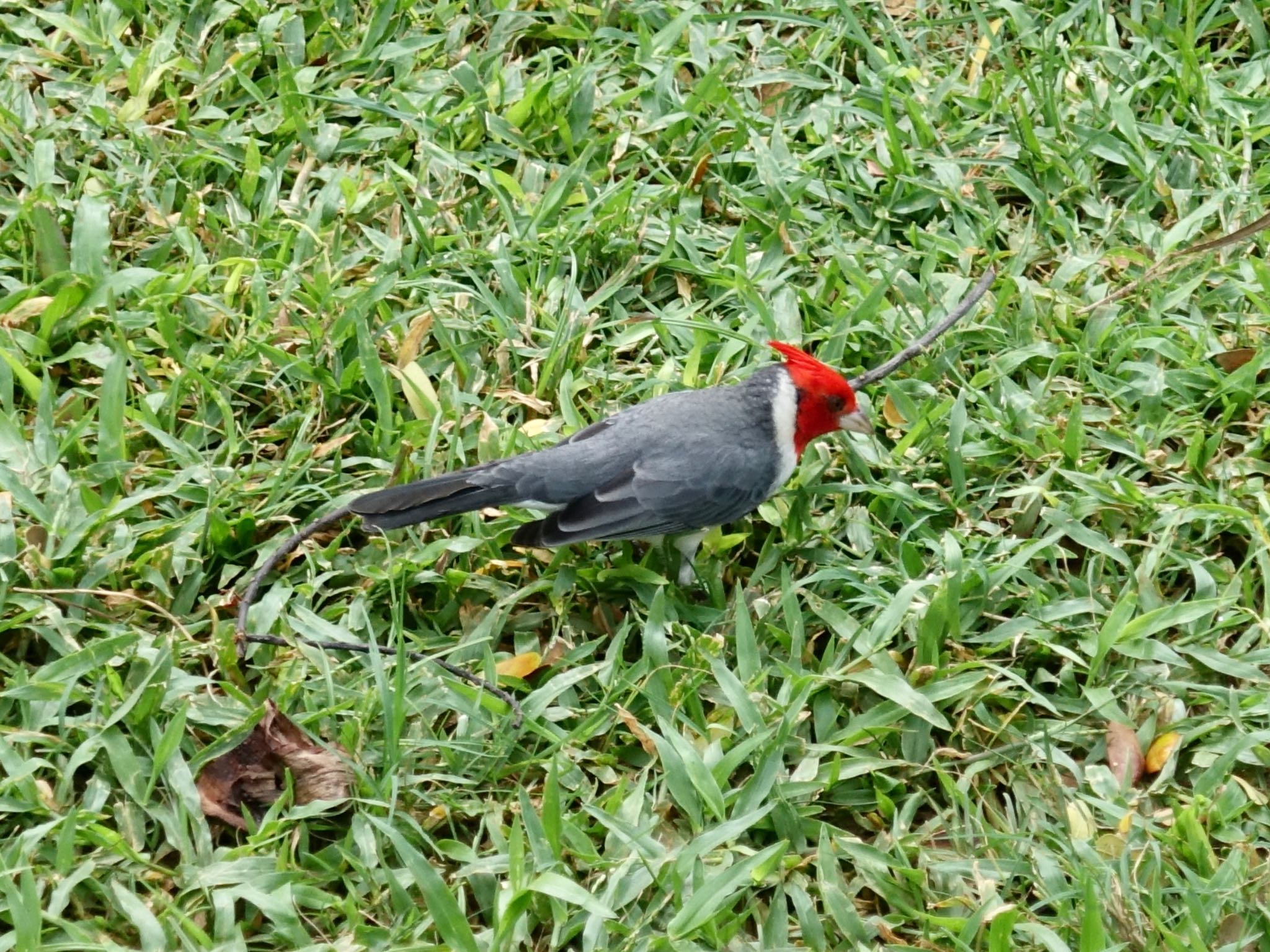 Photo of Red-crested Cardinal at ホノルル by よっしー