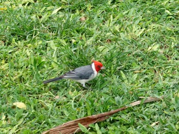 2023年2月21日(火) ホノルルの野鳥観察記録