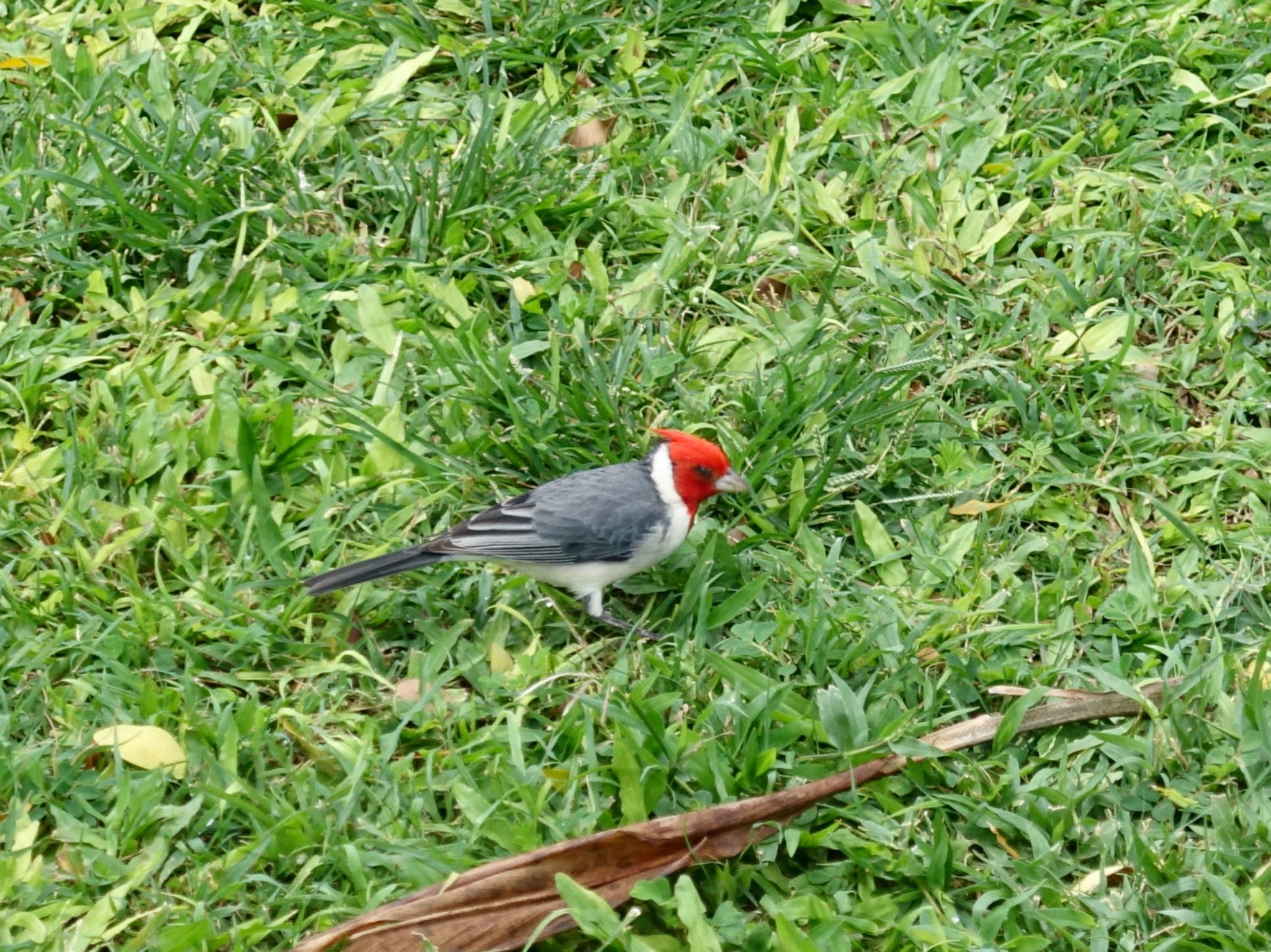 Photo of Red-crested Cardinal at ホノルル by よっしー