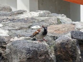 House Sparrow ホノルル Tue, 2/21/2023