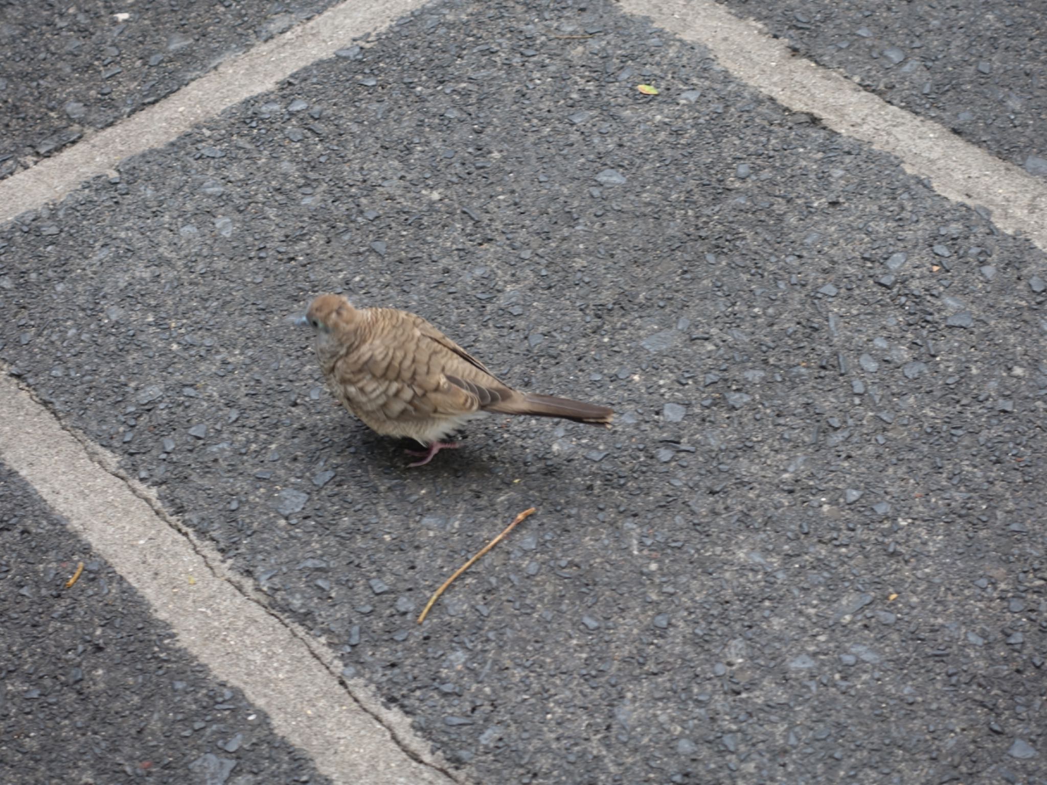 チョウショウバト