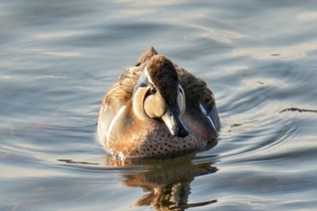 Baikal Teal 狭山湖 Sat, 2/18/2023