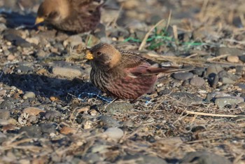 Fri, 1/27/2023 Birding report at Notsuke Peninsula