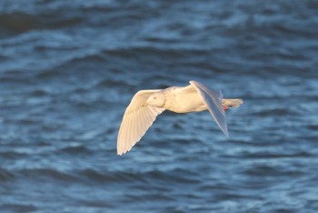 Glaucous Gull Notsuke Peninsula Fri, 1/27/2023