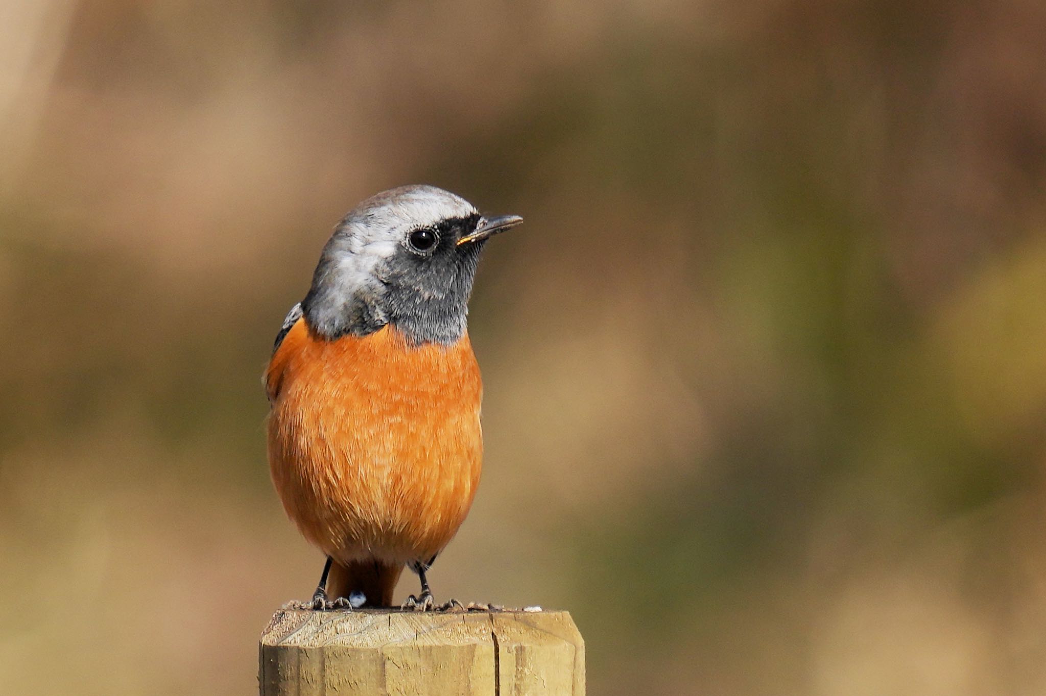 Photo of Daurian Redstart at 狭山湖 by アポちん