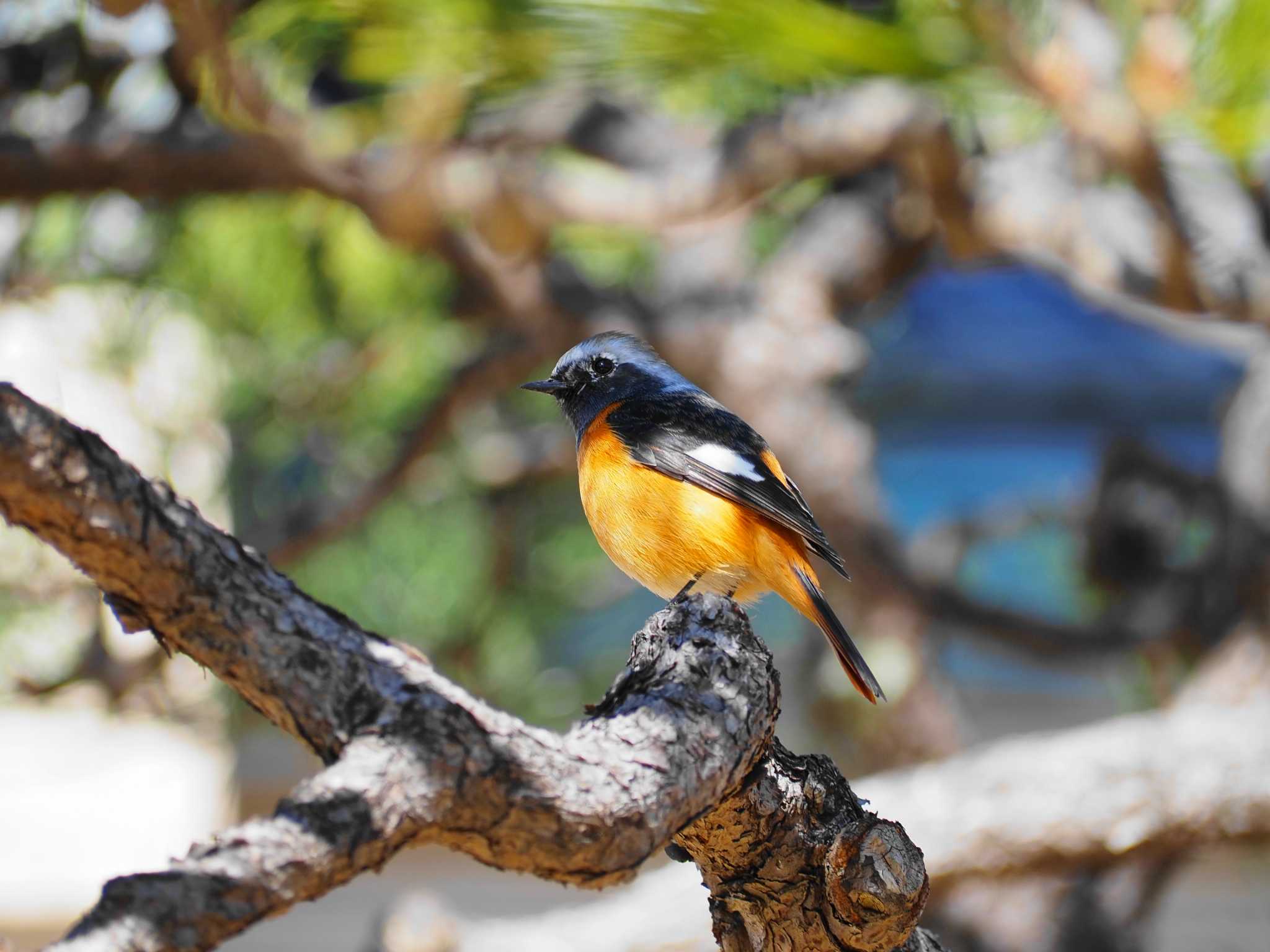 Photo of Daurian Redstart at 堀切菖蒲園 by Tshimi