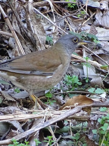 Pale Thrush Higashitakane Forest park Wed, 2/22/2023