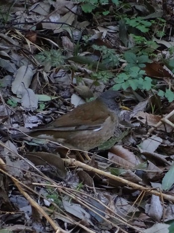 Pale Thrush Higashitakane Forest park Wed, 2/22/2023