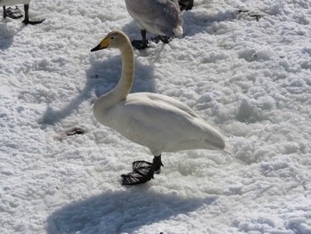 オオハクチョウ 大沼公園(北海道七飯町) 2023年2月21日(火)