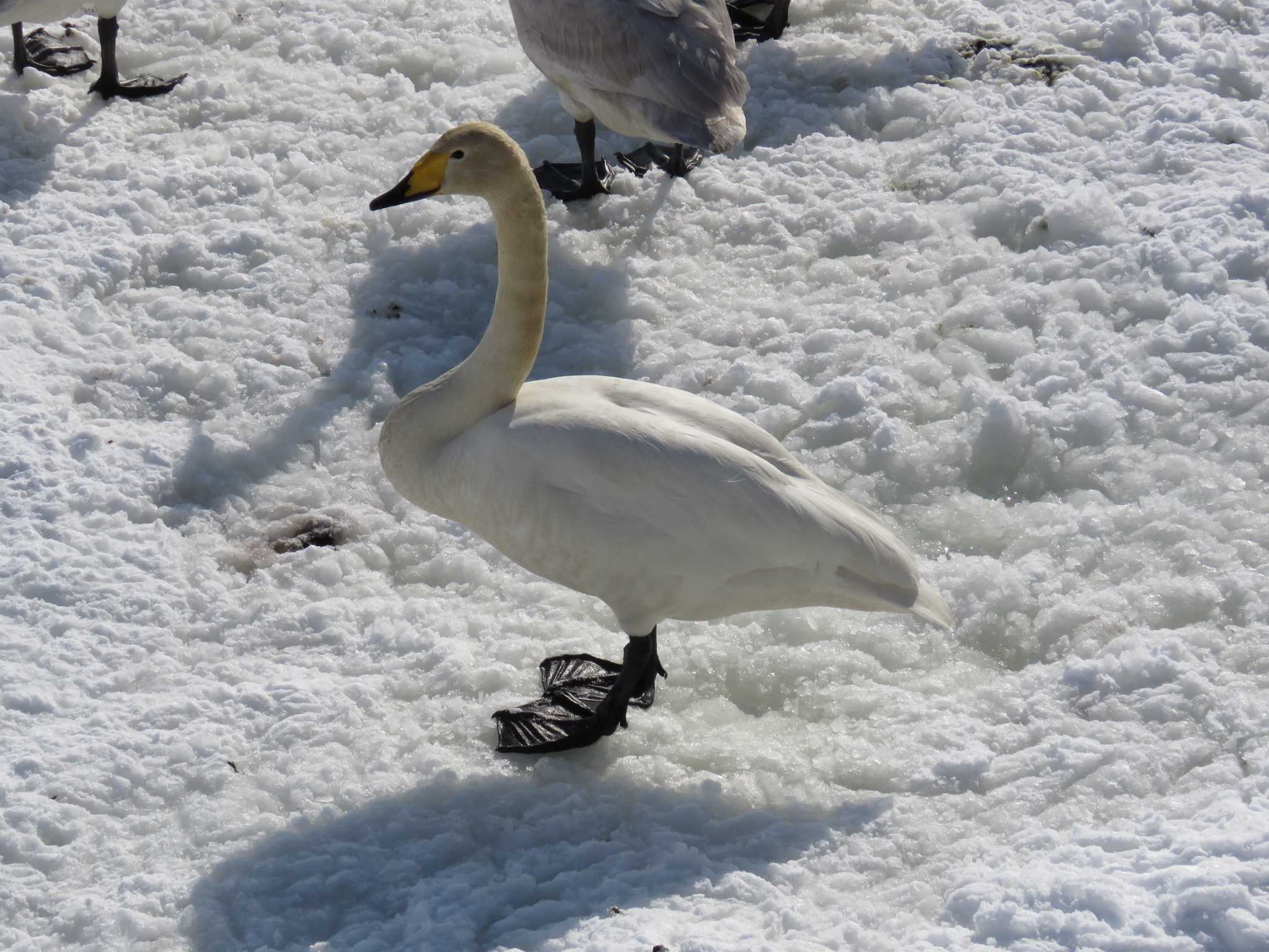 大沼公園(北海道七飯町) オオハクチョウの写真 by Y K