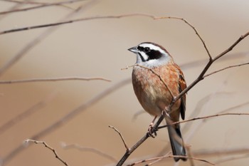 Meadow Bunting 狭山湖 Sat, 2/18/2023