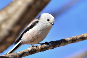 Long-tailed tit(japonicus) 北海道恵庭市 桜公園 Unknown Date