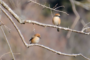 モズ 涸沼自然公園 2023年2月22日(水)