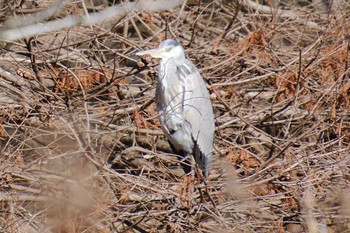 Grey Heron 涸沼自然公園 Wed, 2/22/2023